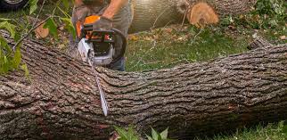 Best Tree Disease Treatment  in Ossian, IN