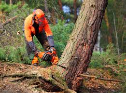 Best Seasonal Cleanup (Spring/Fall)  in Ossian, IN