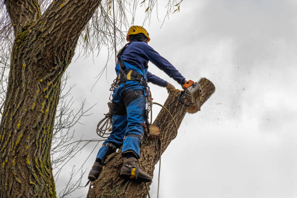 How Our Tree Care Process Works  in  Ossian, IN