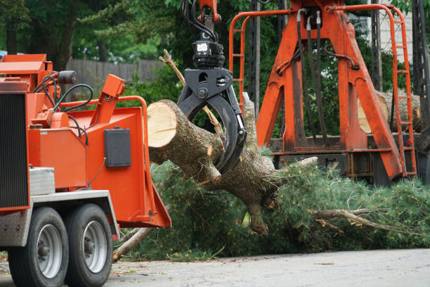 Best Hazardous Tree Removal  in Ossian, IN