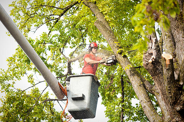 Best Hazardous Tree Removal  in Ossian, IN